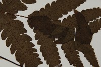 陰地三叉蕨藏品圖，第5張