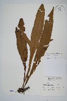 箭葉星蕨藏品圖，第1張