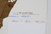 箭葉星蕨藏品圖，第2張