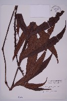 翅柄三叉蕨藏品圖，第1張