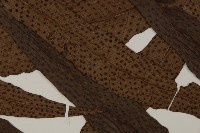 翅柄三叉蕨藏品圖，第3張