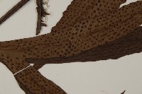 翅柄三叉蕨藏品圖，第5張