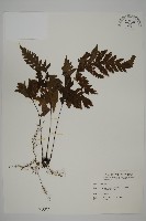 薄葉三叉蕨藏品圖，第1張