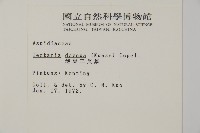 薄葉三叉蕨藏品圖，第2張