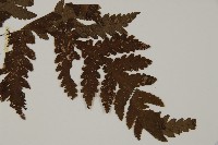 薄葉三叉蕨藏品圖，第3張