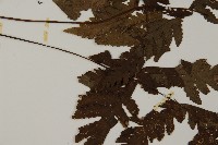 薄葉三叉蕨藏品圖，第4張