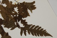 薄葉三叉蕨藏品圖，第5張
