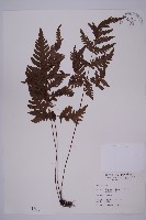 薄葉三叉蕨藏品圖，第1張