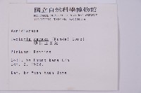 薄葉三叉蕨藏品圖，第2張