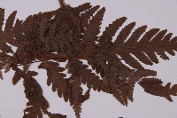 薄葉三叉蕨藏品圖，第4張