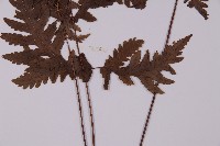 薄葉三叉蕨藏品圖，第5張