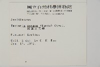 薄葉三叉蕨藏品圖，第2張