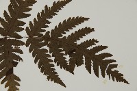 薄葉三叉蕨藏品圖，第3張