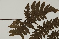 薄葉三叉蕨藏品圖，第4張