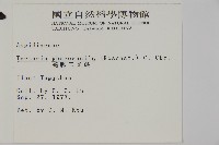 蛇脈三叉蕨藏品圖，第2張