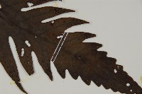 蛇脈三叉蕨藏品圖，第3張