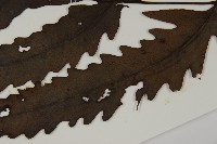 蛇脈三叉蕨藏品圖，第5張