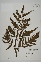 蛇脈三叉蕨藏品圖，第1張