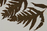 蛇脈三叉蕨藏品圖，第5張