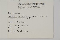 三叉蕨藏品圖，第2張