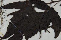 三叉蕨藏品圖，第3張