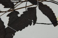 三叉蕨藏品圖，第4張