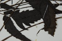 三叉蕨藏品圖，第5張