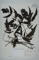 三叉蕨藏品圖，第1張