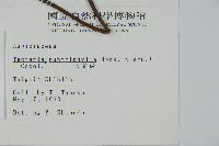 三叉蕨藏品圖，第2張