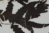 三叉蕨藏品圖，第4張