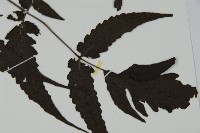 三叉蕨藏品圖，第5張