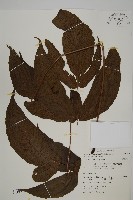 南投三叉蕨藏品圖，第1張