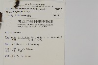 南投三叉蕨藏品圖，第2張