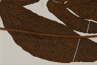 南投三叉蕨藏品圖，第3張