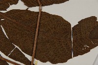 南投三叉蕨藏品圖，第4張