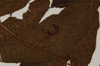 南投三叉蕨藏品圖，第5張