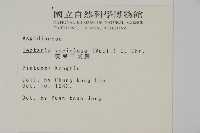 變葉三叉蕨藏品圖，第2張