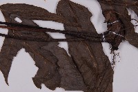 變葉三叉蕨藏品圖，第4張