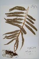 橢圓線蕨藏品圖，第1張