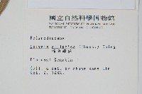 橢圓線蕨藏品圖，第2張