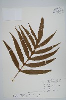 大線蕨藏品圖，第1張