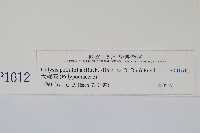 大線蕨藏品圖，第2張