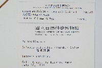 大線蕨藏品圖，第2張