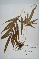 大線蕨藏品圖，第1張