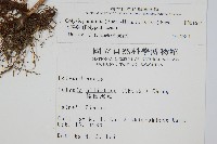 大線蕨藏品圖，第2張