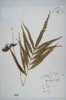 大線蕨藏品圖，第1張