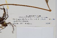 大線蕨藏品圖，第2張