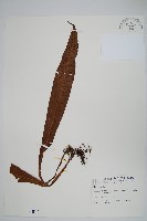 斷線蕨藏品圖，第1張