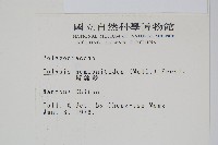 斷線蕨藏品圖，第2張