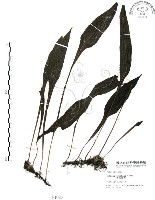 萊氏線蕨藏品圖，第1張